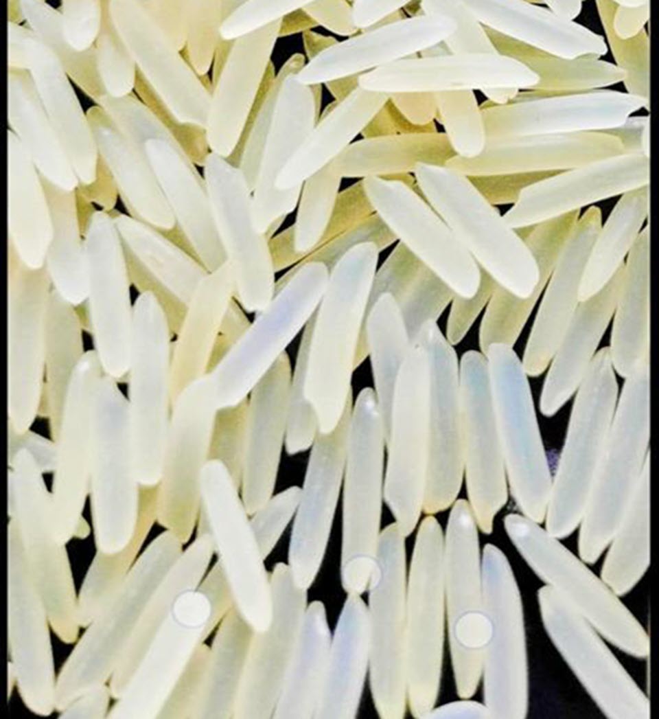 Rice Grain