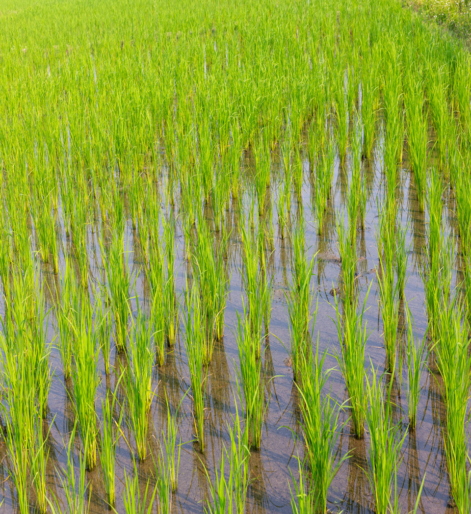 Rice Field